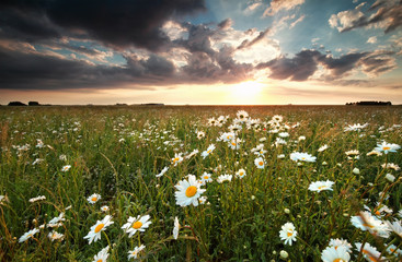 sunset over field with chamomile flowers