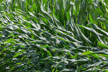 Obraz premium detailed view sweet corn plants leaves