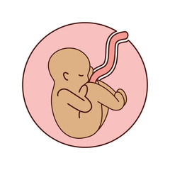 human fetus isolated icon vector illustration design