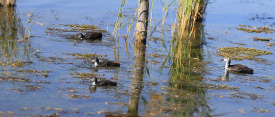 The Chicks of coots in the swamp at a nice Sunny day...