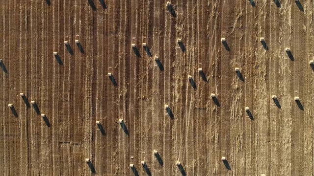 Flying over a field full of straw bales