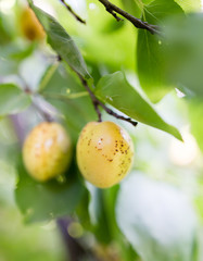 Ripe apricot on a tree branch