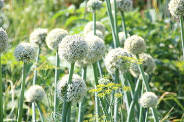 flower head of the edible onion Allium cepa.