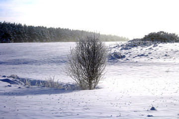 Baum im Schnee