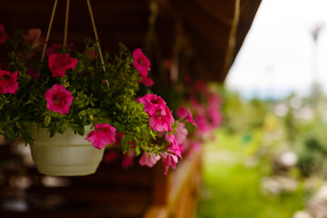 hanging pots of flowers petunias pale pink color on a background of a wooden frame with carved eaves