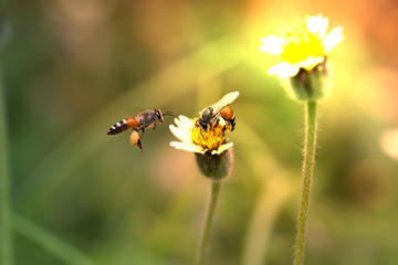 Two bees with grass flowers.