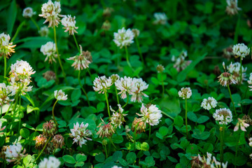Flowering summer Yosemite Valley. Green clover in a meadow