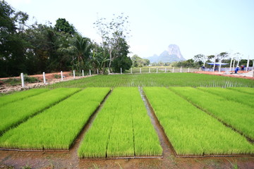 experimental rice field