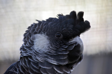 white tailed cockatoo