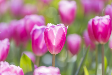 tulips in the flower garden