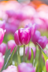 Fototapeta premium tulips in the flower garden