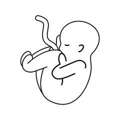 human fetus isolated icon vector illustration design