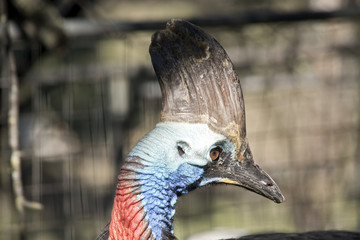 cassowary