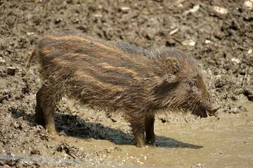 Ferkel im Schlamm
