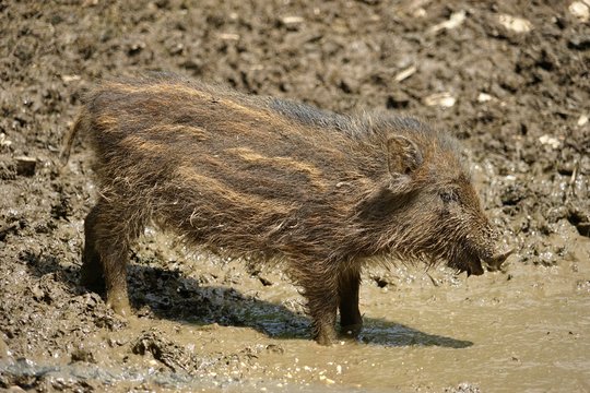Ferkel im Schlamm