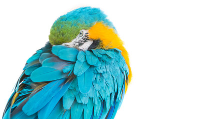 portrait of a amazon ara on a white background © peter