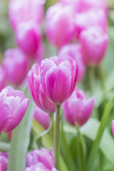 Obraz na płótnie Canvas tulips in the flower garden