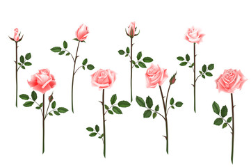 Set of realistic isolated pink roses on a white background. Vector flowers and buds of roses, leaves on white background