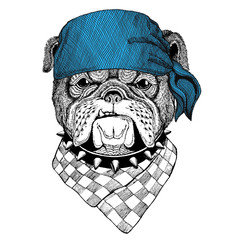 Bulldog Wild animal wearing bandana or kerchief or bandanna Image for Pirate Seaman Sailor Biker Motorcycle