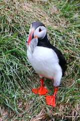 puffin