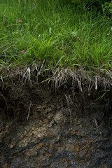 Soil and Grass