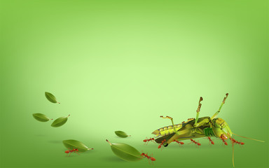 Insect life concept, The ants are moving grasshoppers on green background, vector illustration.