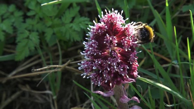 Bumblebee feeds on nectar of Butterbur (Petasites hybridus) + flies away. The pink flower clusters of Butterbur are very attractive to early flying insects.