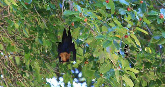 The bat on banyan tree at Ripe fruit. It was delicious dinner. Lyle's flying fox at Maldives Islands