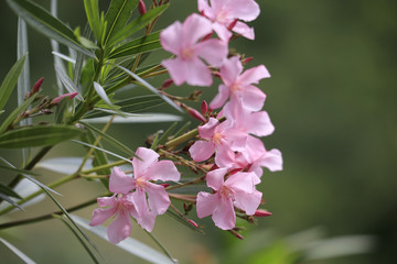 Oleander Blüten  (Nerium oleander)