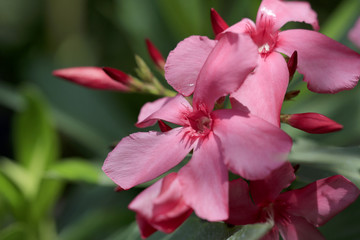 Oleander Blüten  (Nerium oleander)