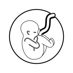 human fetus isolated icon vector illustration design