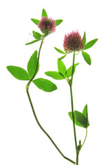 Rotklee (Trifolium pratense) blühende Pflanze freigestellt vor weißem Hintergrund