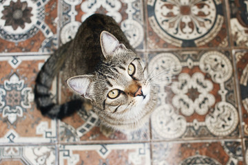 Portrait of cat, top view