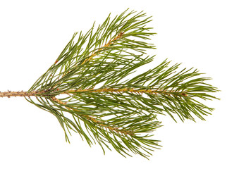 A branch of a pine tree. Isolated on white background