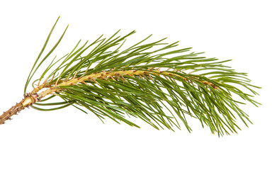 Fototapeta premium A branch of a pine tree. Isolated on white background