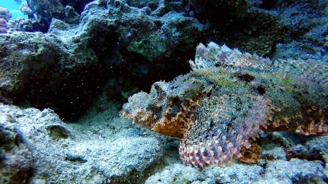 Poisonous scorpion fish. Danger under water. The underwater world of the ocean. A tropical reef.