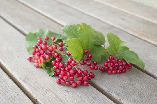 Die giftigen Beeren des Schneeballs werden in Osteuropa nach dem Frost auch zu Essbarem verarbeitet
