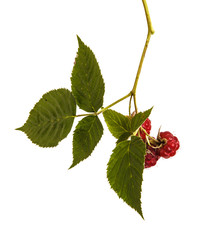 Ripe red raspberry on a branch. Isolated on white background