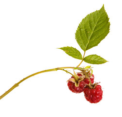 Ripe red raspberry on a branch. Isolated on white background