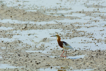 Chinese Pond Heron Ardeola bacchus.