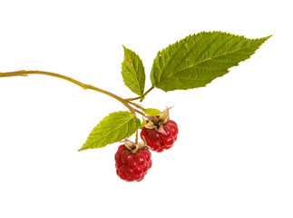 Ripe red raspberry on a branch. Isolated on white background