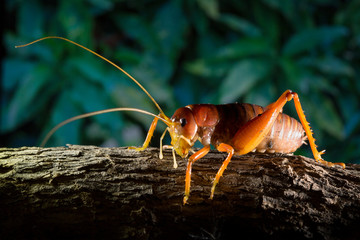 A Parktown prawn in Johannesburg, South Africa