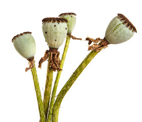 Capsules of poppies with seeds. Isolated on white background