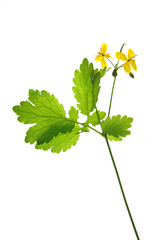 Sch&ouml;llkraut (Celandine Chelidonium majus), bl&uuml;hende Pflanze freigestellt vor wei&szlig;em Hintergrund