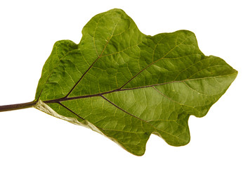 Green leaf of aubergine bush. Isolated on white background