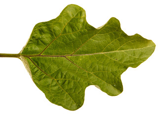 Green leaf of aubergine bush. Isolated on white background