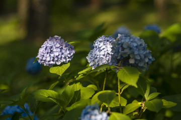 Blossoming colorful flowerbeds in summer city park