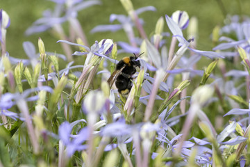 Closeup image of a big bumblebee (Bombus) among purple flowers.