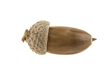 Acorn isolated on white background