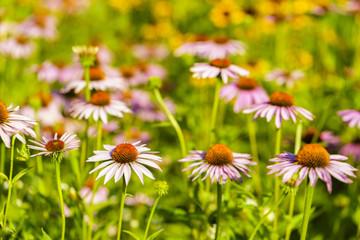 Blossoming colorful flowerbeds in summer city park
